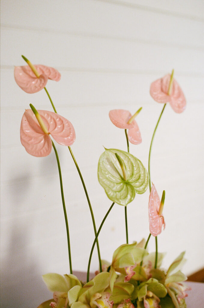 Slay My Day weddings and events directory New Zealand - Lydia Rachel Photography - Photographer