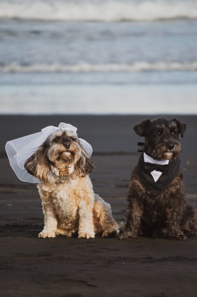 wedding-pets-1.jpg