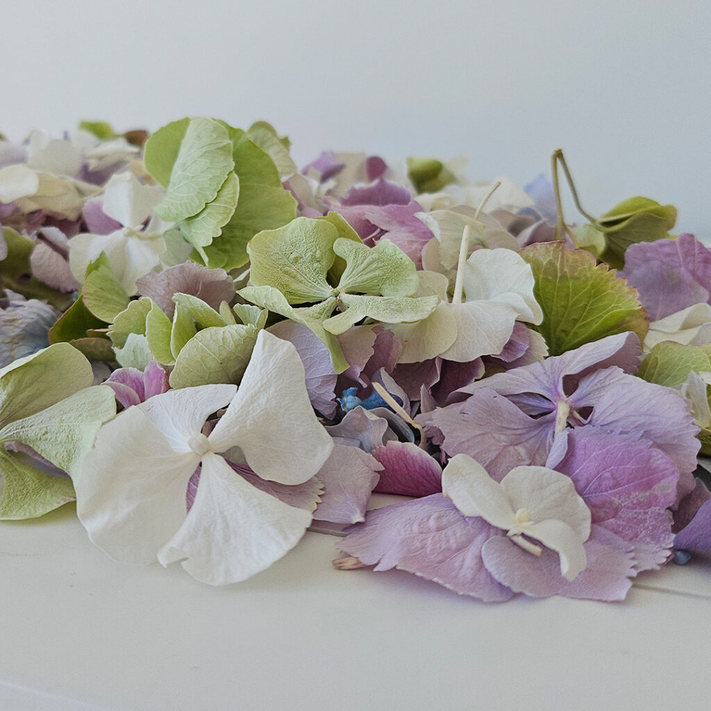 Mixed-freeze-dried-hydrangea-petals.jpg