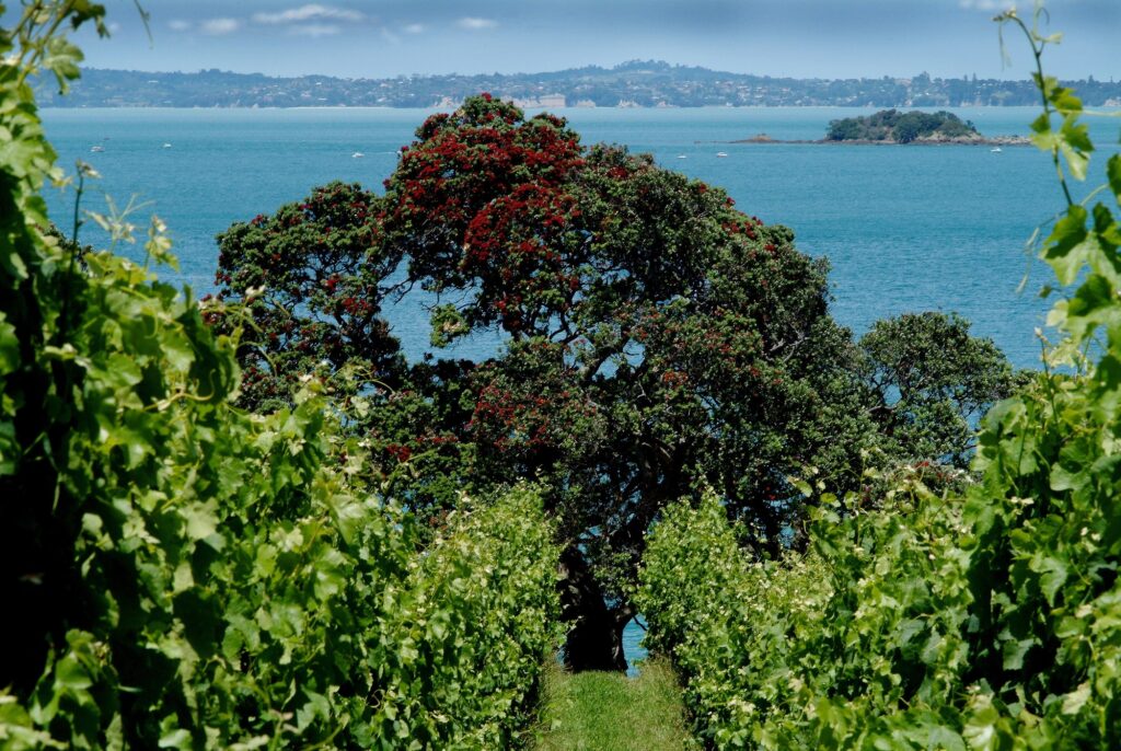 03_pohutukawa-hauraki-gulf.jpg